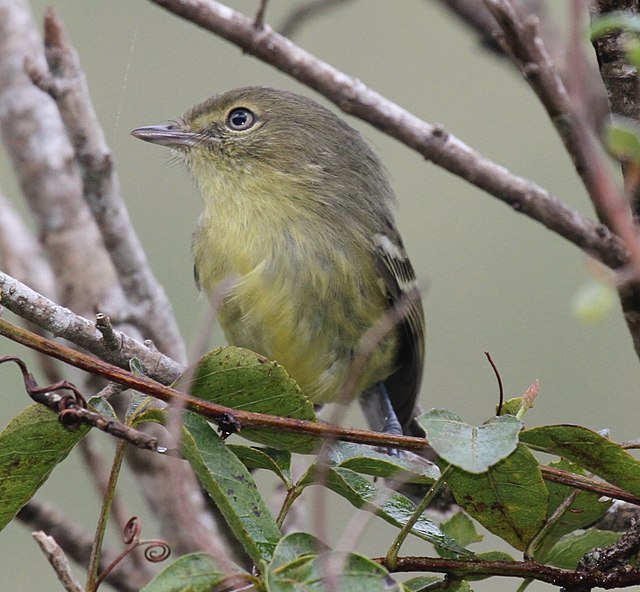 Cigüita Juliana = Vireo de La Española = Flat-billed Vireo (Vireo nanus)